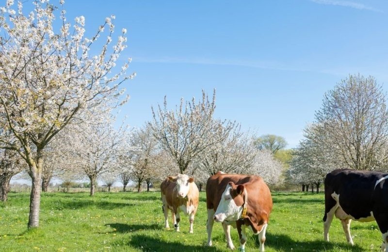 Welkom in de Betuwe