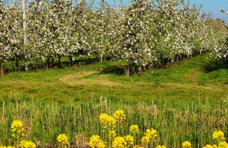 Ontdekken betuwe